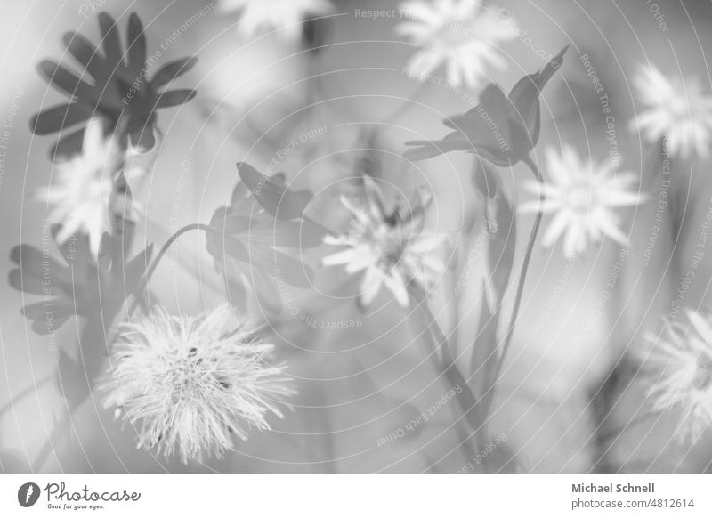 Blumenbild BLUETEN Blüte Montage Fotomontage Natur Schattierung Schwarzweißfoto Blühend