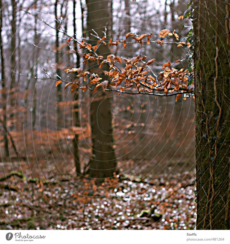 Waldbaden in einem Herbstwald Novemberwald braun Herbstlaub Waldluft Waldstimmung Stille im Wald Ruhe Erholung Lichtstimmung Novemberstimmung Lichtspiel