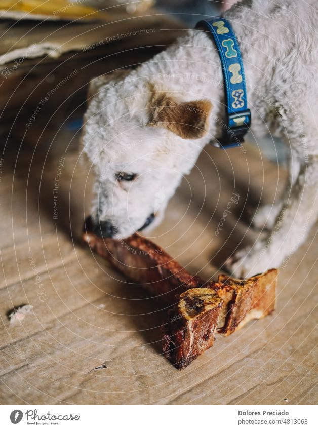 ein Zwergpudel, der ein T-Bone genießt angus Tier Barbecue grillen Beefsteak Knochen braun Metzger hacken neugierig niedlich Süßer haariger Hund Auge Gesicht