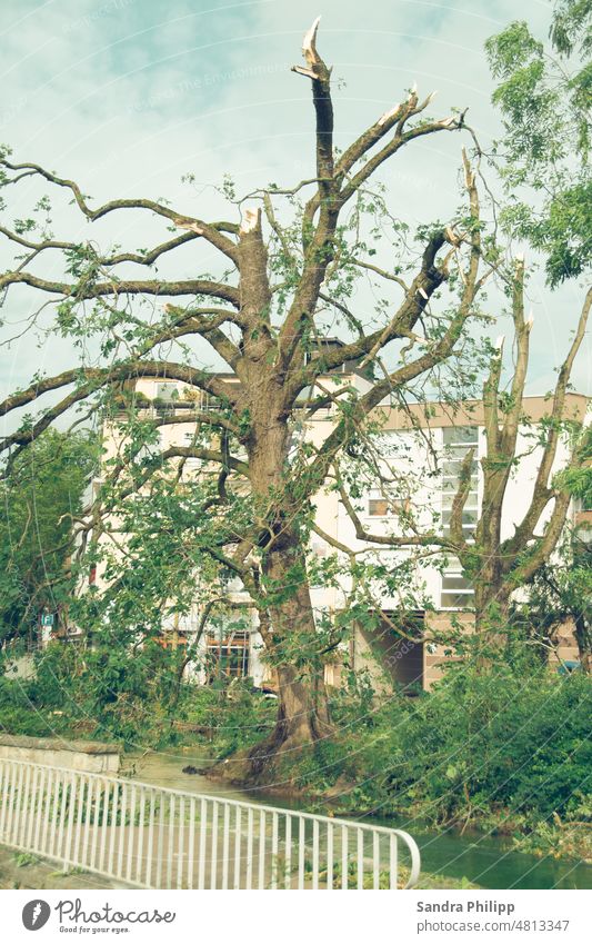 Sturmschaden an einer alten Eiche infole eines Tornados alter Baum Klimawandel Umwelt Natur Unwetter Außenaufnahme Wetter Menschenleer Farbfoto Tag Wind Himmel