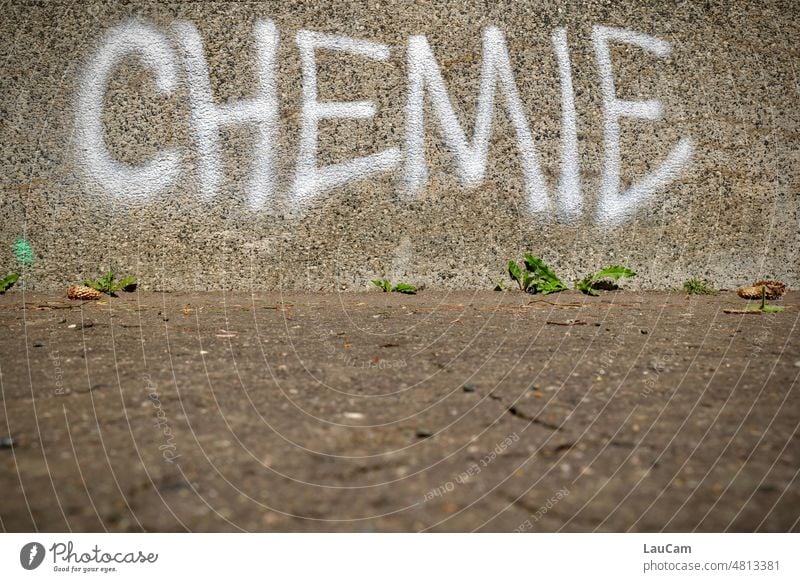 Etwas Grün wächst trotz Chemie Beton grau Straßenrand Mauer Löwenzahn grün Schrift Wort Wand Schriftzeichen Zeichen Graffiti Buchstaben Text Typographie