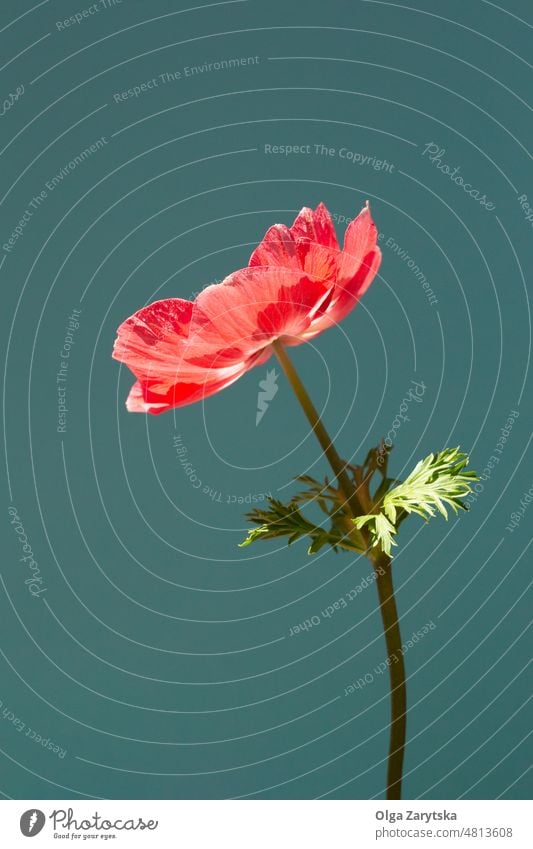 Rote Anemonenblüte auf türkisfarbenem Hintergrund. Kuhschelle Blume rot Nahaufnahme Farbe türkisch blaugrün sehr wenige Textfreiraum Sonnenlicht Blütezeit