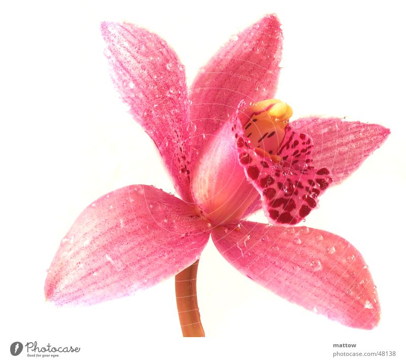 Orchidee Blume Pflanze Wassertropfen Hintergrundbild weiß Blatt Blüte Natur flower