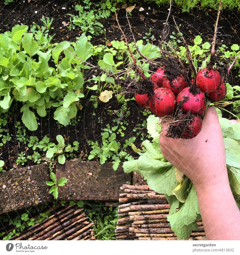 [UrbanNature HB] Hand-Arbeit Radieschen Gemüse Garten anbauen Ernte ernten Erde dreckig grün rot braun Lebensmittel frisch Gartenarbeit Gesundheit Sommer