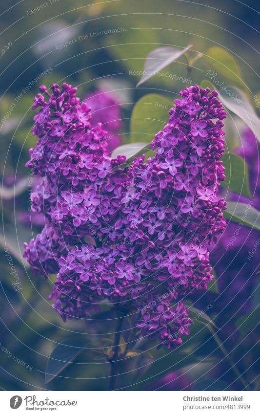 Violette Fliederblüten im Abendlicht Syringa vulgaris Fliederbusch Blüten Frühling Mai Unschärfe Romantik Muttertag Frühlingsblüte Natur Pflanze ästhetisch