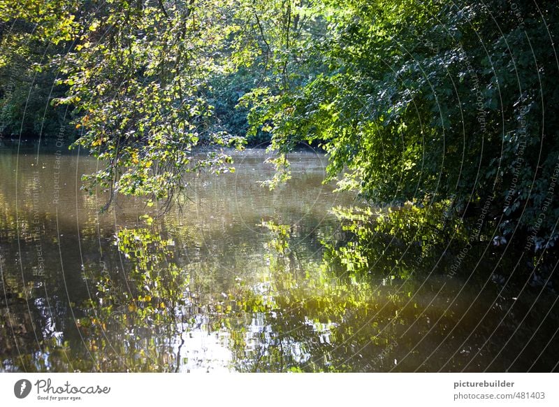 Am Teich Natur Landschaft Pflanze Sommer Schönes Wetter Baum Sträucher Menschenleer grün ruhig entdecken Idylle Waldsee Farbfoto Außenaufnahme