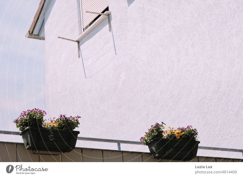 Balkonkästen mit bunten Blüten vor einer steilen Hauswand, vor blauem Sommerhimmel Balkonkasten hell sommerlich sonnig Sonne leicht hoch Fassade Licht Schatten