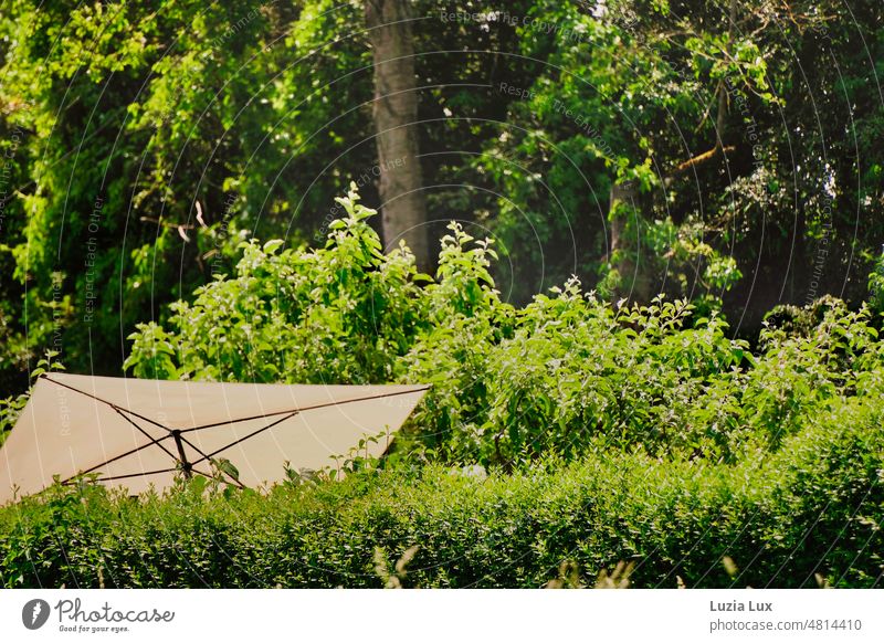 Sommer im Garten... mitten im dichten Grün ein heller, riesengroßer Sonnenschirm aufgespannt. Frühsommer grün sonnig leicht Licht Schönes Wetter Tag Sonnenlicht