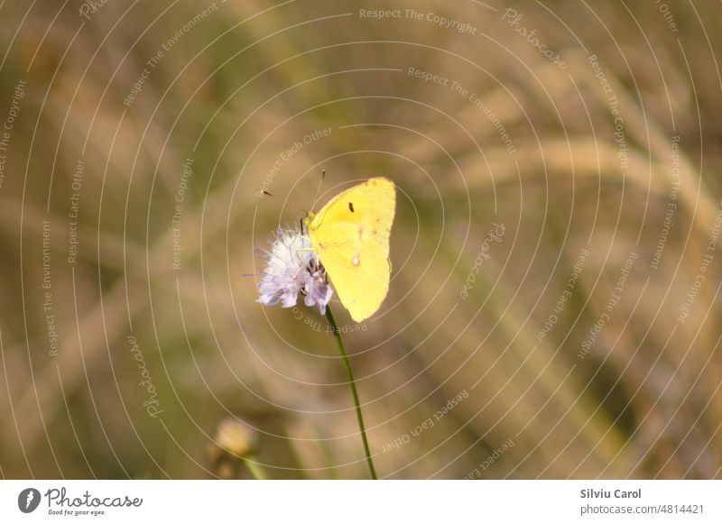 Nahaufnahme eines blass bewölkten gelben Schmetterlings auf einer Blume mit unscharfem Hintergrund bunt Muster grün Single Insekt Natur Frühling Tierwelt