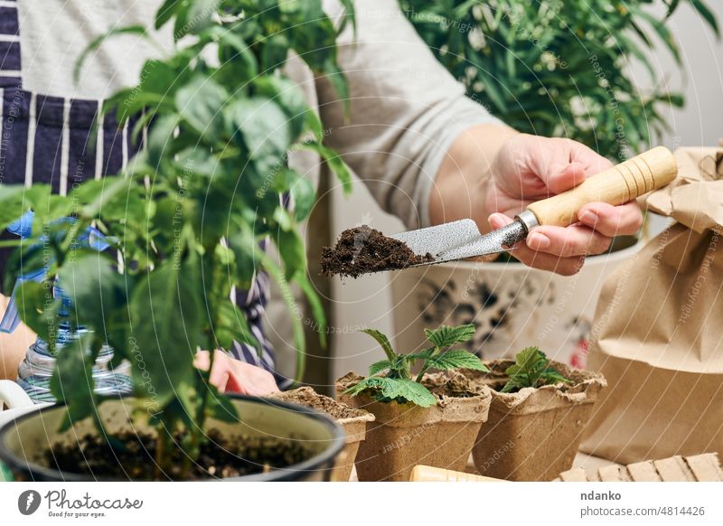 Eine Frau schüttet Erde in einen Pappbecher mit einem grünen Keimling. Pflanzenanbau zu Hause Blumenhändler Erwachsener Ackerbau Kaukasier Tasse Schmutz