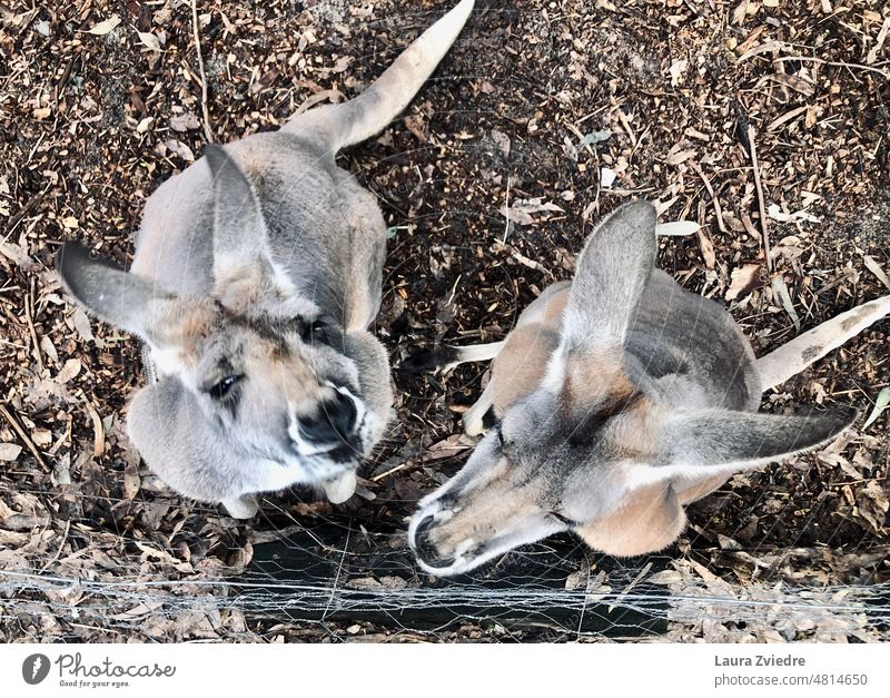 Zwei Freunde im Tierpark Känguruh Kängurus Australien Zoo Zaun Abenteuer Tierporträt Wildtier Tiergesicht niedlich
