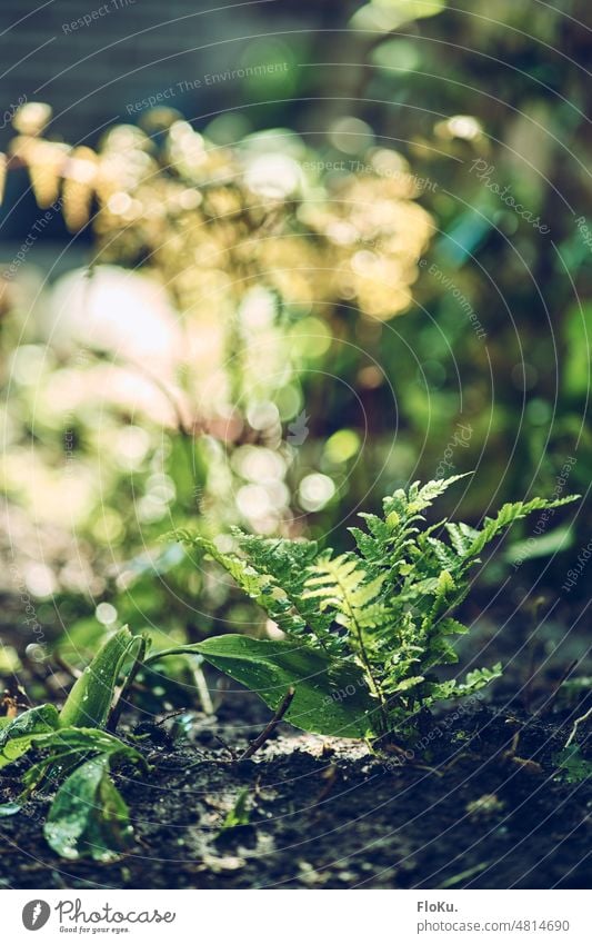 Farn im Sonnenlicht Moos grün Waldboden Natur Pflanze Außenaufnahme Farbfoto Menschenleer Schwache Tiefenschärfe Umwelt Nahaufnahme Wachstum natürlich