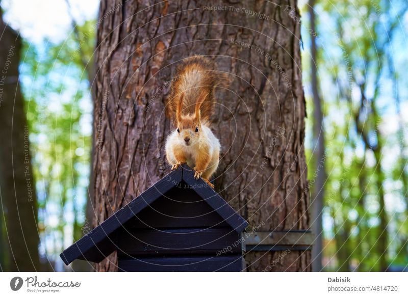 Eichhörnchen-Porträt im Park Wald Kiefer bezaubernd Tier Hintergrund Ast Nahaufnahme neugierig niedlich fluffig lustig Fell pelzig Aussehen Blick Maul Natur