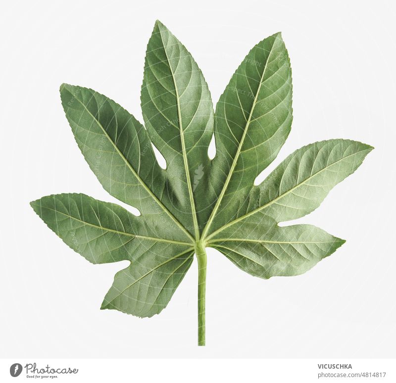 Tropisches grünes Blatt auf weißem Hintergrund. tropisch weißer Hintergrund abschließen Palmblatt Details Vorderansicht Objekt botanisch Botanik Nahaufnahme