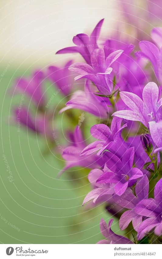 Makroaufnahme einer lila Glockenblume Blume makrofotografie Glockenblumen grün close Close Up Nahaufnahme Natur Detailaufnahme Blüte Pflanze schön natürlich