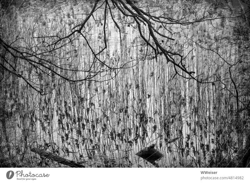 Zweige, Schilf und See Gras Wasser Oberfläche Ufer Holz Treibholz Totholz ragen grau traurig Strukturen Muster Formen Linien Natur natürlich zart filigran