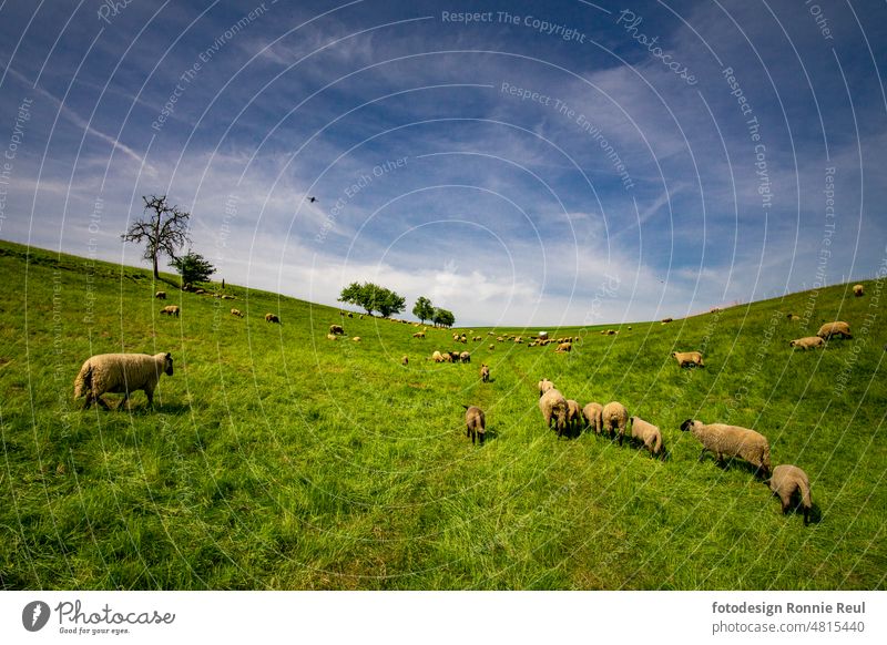 Schafherde in hügeligem Gelände auf einer Weide Schafe Herde Tiergruppe Landschaft Nutztier Wolle Außenaufnahme Natur Bäume Gras Landwirt Landwirtschaft Tag