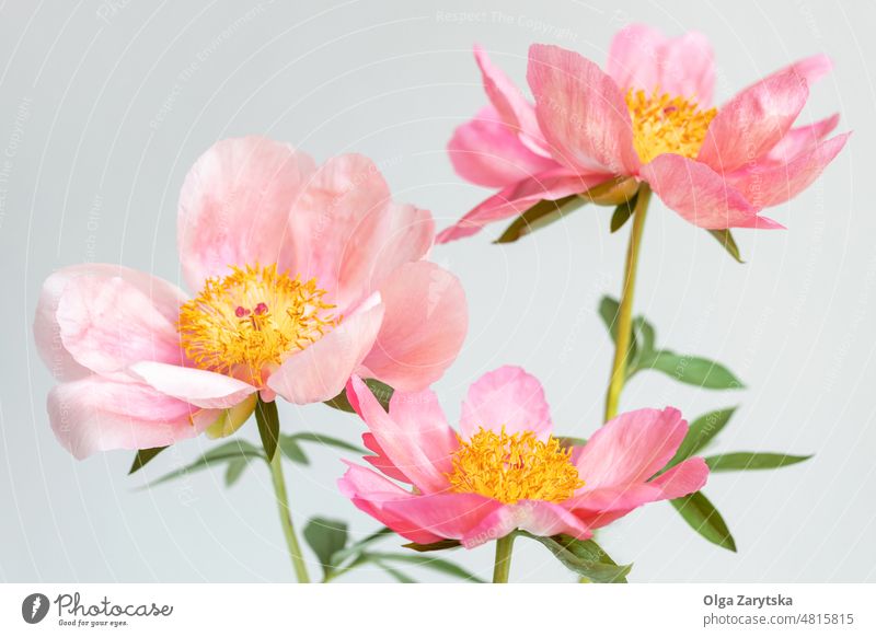 Drei schöne rosa Royal Peony Blumen. Pfingstrose weiß Wand Postkarte Gruß Frühling minimalistisch