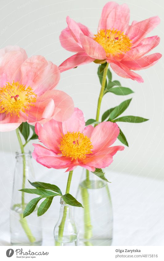 Drei rosa Pfingstrosen. Blume Frühling drei Angebot romantisch minimalistisch Blumenstrauß Stillleben Königlich Gruß Postkarte Tag
