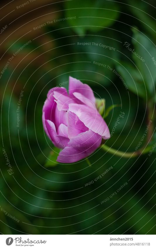 eine rosefarbene Pfingstrose kurz bevor sie blüht Frühling Sommer Slowflower Bauerngarten Garten Blüte rosa Stengel Pflanze grün Farbfoto schön Außenaufnahme