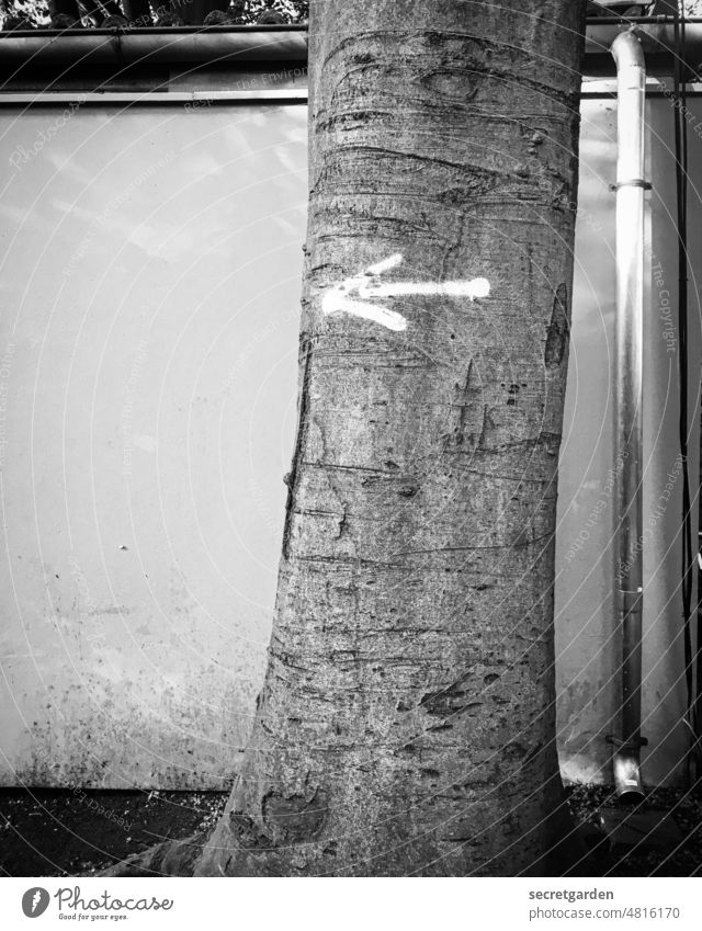 [hansa BER 2022] Wenn man die Orientierung verliert. Baum Pfeil Weitermachen Richtung Schwarzweißfoto Hinweis Wand Gebäude Fassade Leitung führen zeigen