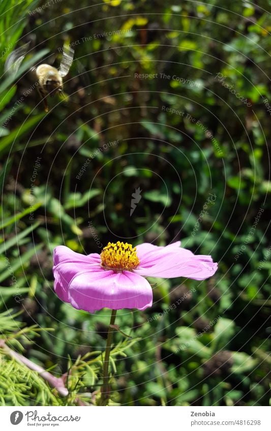 Honigbiene, die auf einer bunten Dahlienblüte landet Biene Liebling Herbst fallen Sommer rosa purpur magenta hell gelb Pollen Nektar Garten Gartenarbeit