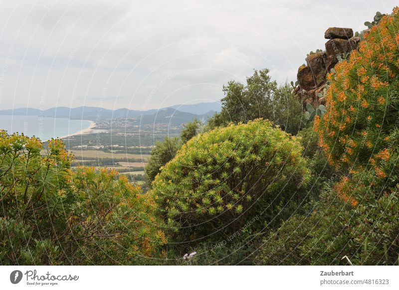 Blick auf die Küste, Wolfsmilchsbaum im Vordergrund, an der Costa del Rei vom Monte Ferru auf Sardinien Busch kugelförmig Landschaft Felsen Lavagestein Panorama