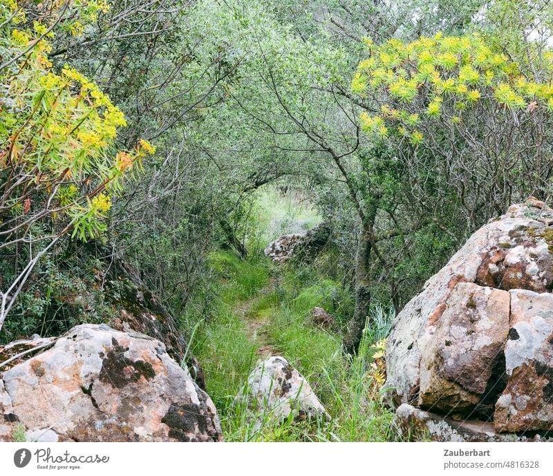 Pfad zwischen Felsen, Gras und Büschen auf Sardinien Wolfsmilchbaum blühen grün gelb Natur Wandern Gestein Felsgestein Landschaft wandern
