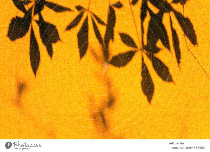 Weinblattschatten auf der Jalousie licht sonne sommer fenster jalousie rollo sonnenschutz gelb weinblatt ranke rankenpflanze gartenhaus natur unscharf unschärfe