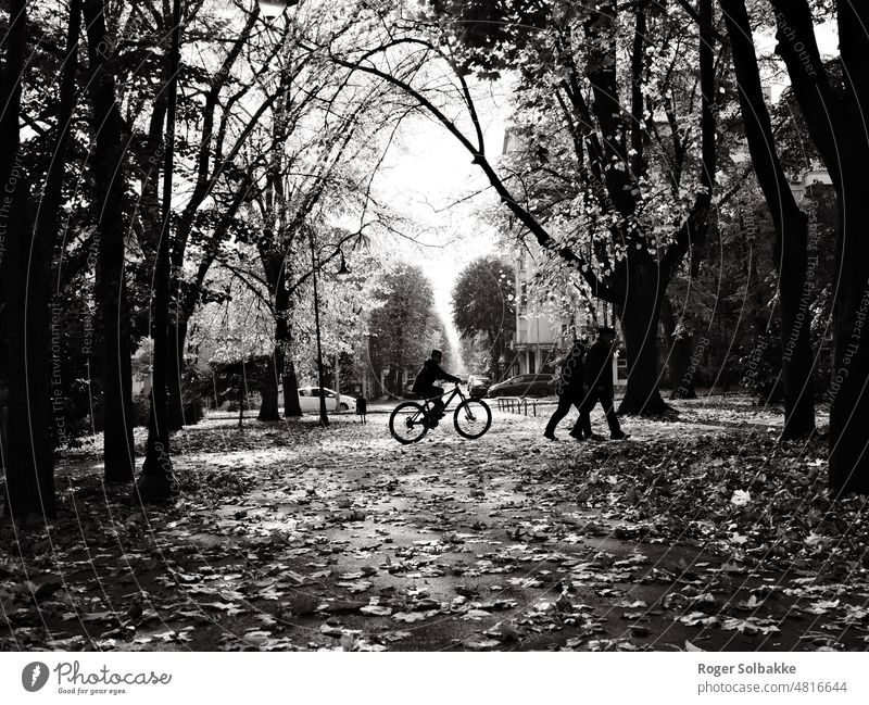 Ein Radfahrer im Gegenlicht Hintergrundbeleuchtung Herbst Laubbäume Park Fußgänger schwarz auf weiß Licht Schatten Kontrast Straße streetlife geheimnisvoll
