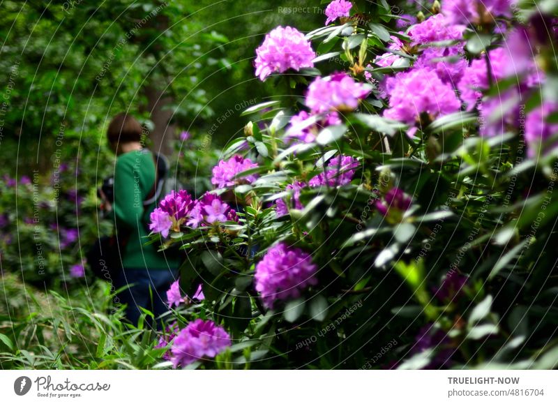 [Hansa BER 2022] Ein Rausch in violett und grün - Rhododendron Busch mit kräftig grünem Blattwerk, Knospen und prachtvoll lila Blüten vor grünen Büschen und einer Frau in grüner Jacke schemenhaft unscharf im Hintergrund