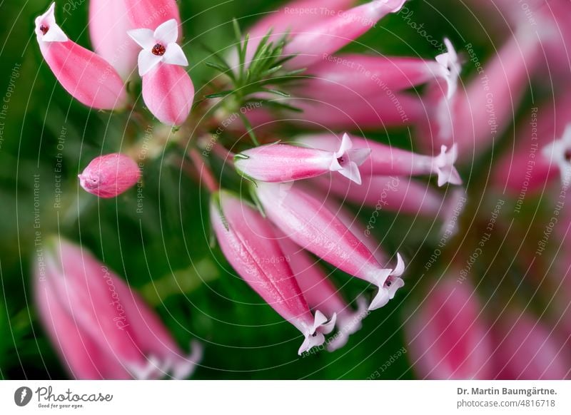 Erica ventricosa, Wachsheide; aus Südafrika - nicht winterhart in Deutschland Blüte Blüten Blütenstand blühen Strauch frostempfindlich Ericaceae Ericagewächse