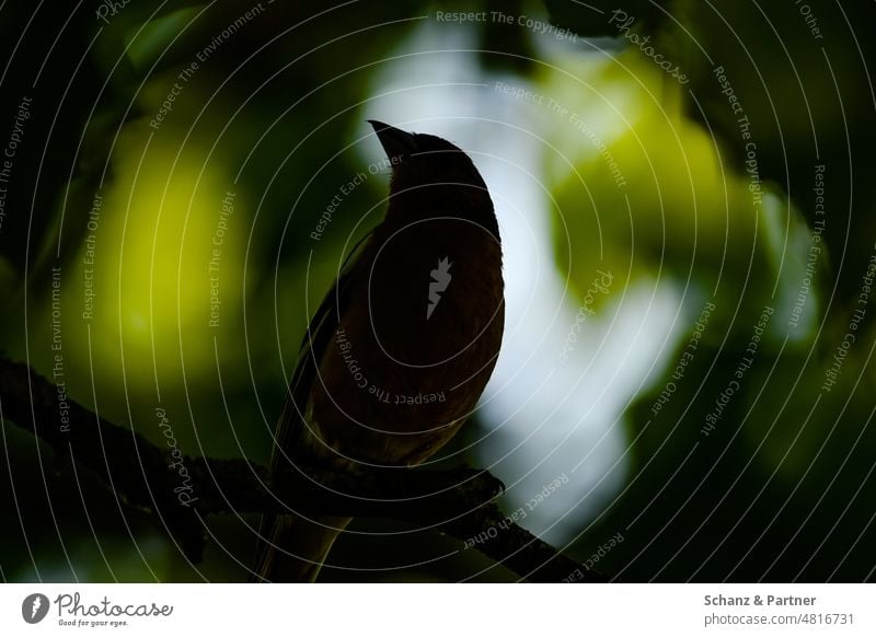 Silhouette eines Vogels in einer Baumkrone Scherenschnitt Fink Schnabel Gegenlicht Umrisse Gebüsch Deckung Blätter