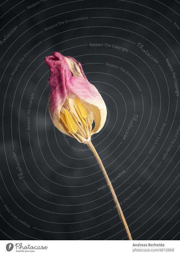 Verwelkte lila Tulpe auf dunklem Hintergrund Zerbrechlichkeit Zeit texturiert Gebrechlichkeit rosa purpur violett natürlich weg geblümt weiß Blütenblatt Blume