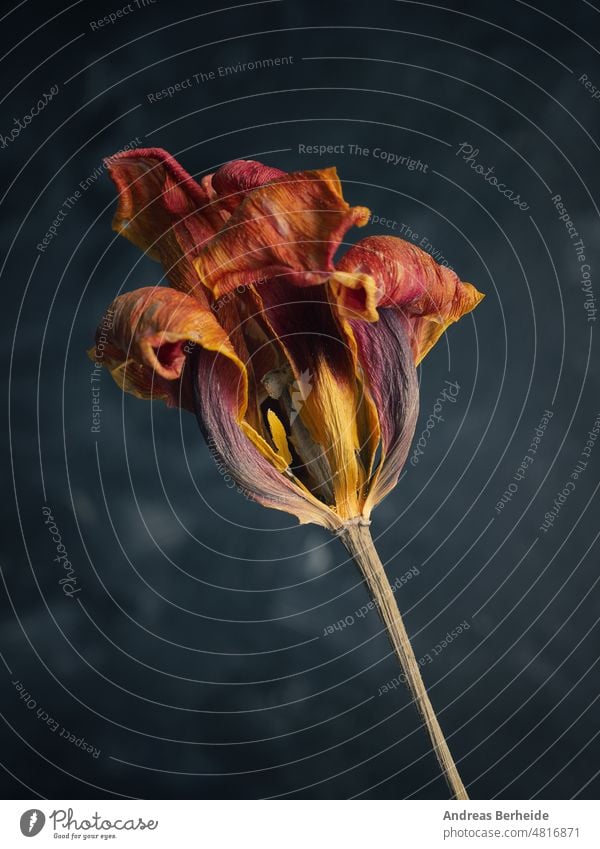 Verwelkte orangefarbene Tulpe auf dunklem Hintergrund Zerbrechlichkeit Zeit texturiert Gebrechlichkeit rot natürlich weg geblümt weiß Blütenblatt Blume Leben