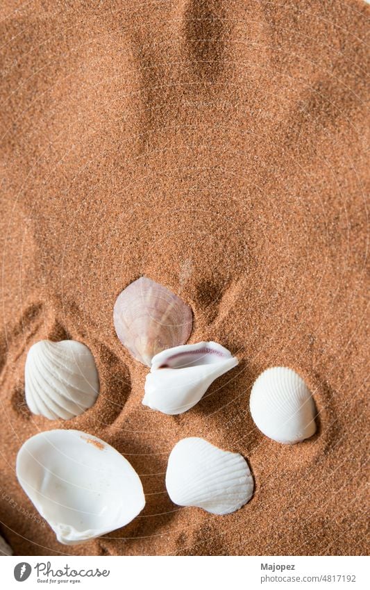 Am Strand gefundene Muscheln und eine kleine Muschel natürlich Design Tier aquatisch Hintergrund Nahaufnahme Küste farbenfroh Konzept Textfreiraum