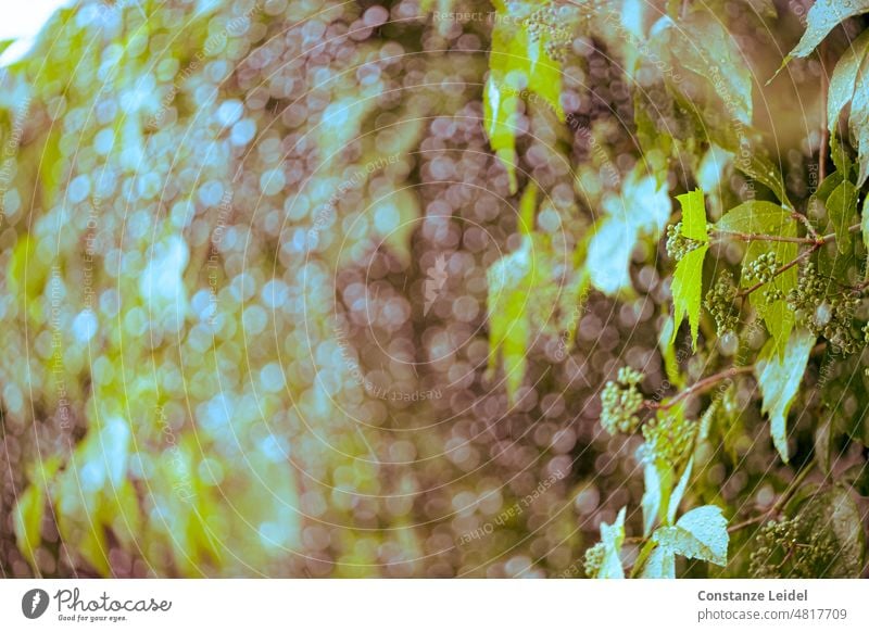 Wilder Wein mit jungen Beeren durch eine regennasse Fensterscheibe Sommerkleid Muster Farben Weinranken Kontrast Fassade Nahaufnahme Färbung farbig