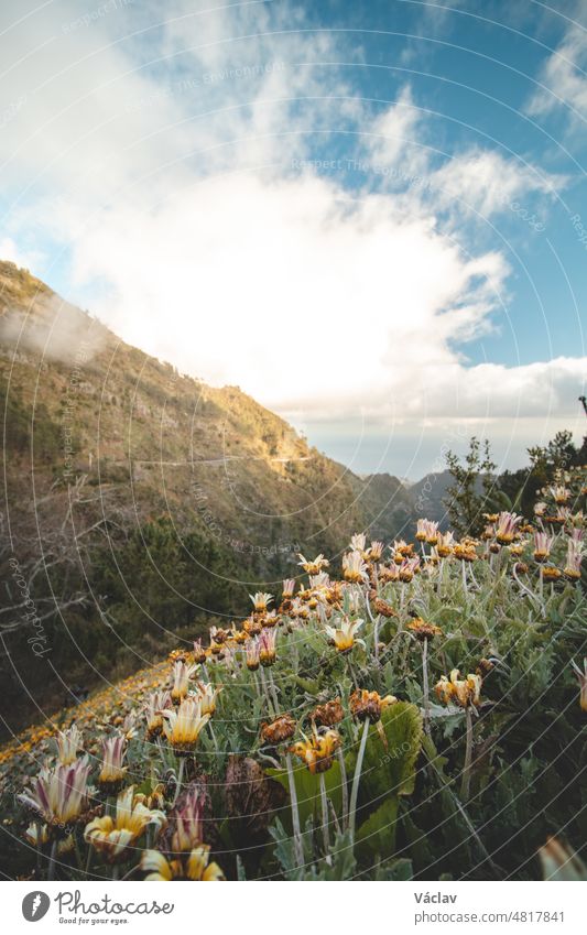 Sonnenaufgang mit Frühlingsblumen und Bergen in der Nähe der Stadt Funchal auf der Insel Madeira, im portugiesischen Teil. Die Wolken beginnen sich über der Landschaft zu verdichten