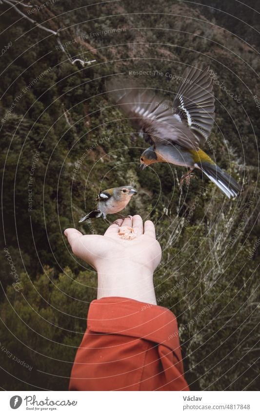 Der kleine Madeirenser Buchfink ist auf die Hand des Mannes geflogen, um Futterkrümel zu finden und zu sehen, ob er in Sicherheit ist. Fringilla coelebs maderensis. Die Erfahrung des Lebens. Levada dos Balcoes, Madeira, Portugal