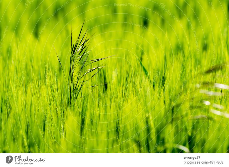 Blick auf ein grünes Getreidefeld Nahaufnahme Deteil Schärfeverlauf geringe Schärfentiefe Pflanze Natur Farbfoto Außenaufnahme Menschenleer Feld Nutzpflanze Tag