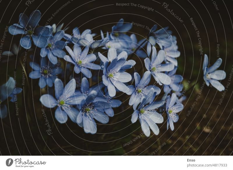 Wildblumen im Frühlingswald bei Nacht, blaue Herb Trinity in Blüte, stimmungsvoll und atmosphärisch blaue Blume Wald Stimmung dunkel geheimnisvoll