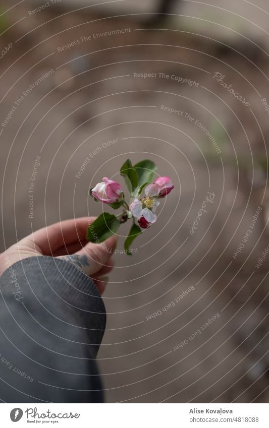 einen blühenden Apfelbaumzweig in der Hand meine Hand Tätowierung auf der Hand blüht Blühend Blütenblätter Apfelblütenblätter Farbfoto Frühling Garten