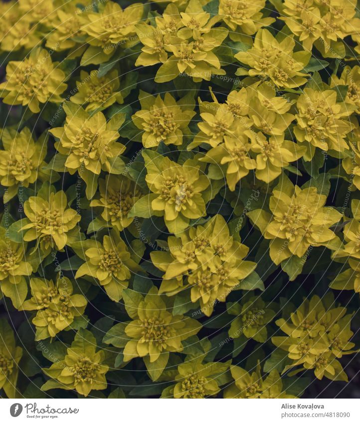 Polsterwolfsmilch Blume Blüte Blühend gelb grün Nahaufnahme Natur Pflanze Detailaufnahme Garten Blatt Farbfoto