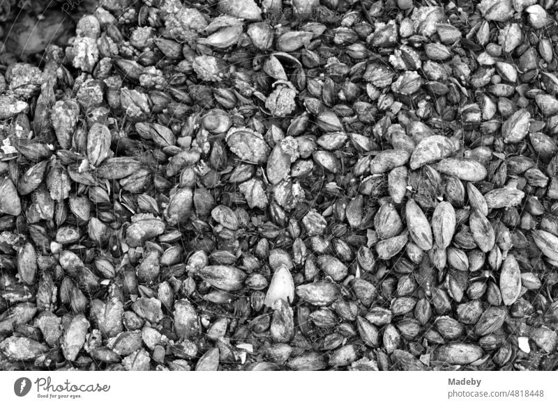 Miesmuscheln auf Felsen und Gestein im Watt am Strand von Knokke-Heist an der Nordsee bei Brügge in Westflandern in Belgien, fotografiert in neorealistischem Schwarzweiß