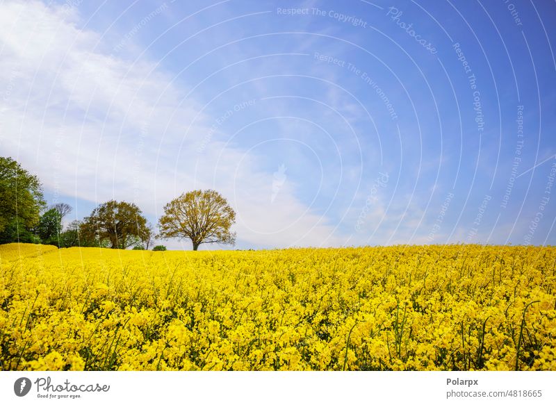 Gelbes Rapsfeld an einem sonnigen Tag Diesel Biografie Skandinavien Ackerland Gras Frühling gold Farbe Samen Blütezeit Dänemark Land natürlich Horizont Ernte