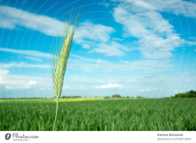 Große grüne Triticale-Ähre vor einem Feld und Himmel Ohr Korn ländlich frisch abschließen Ackerbau Wachstum Frühling Weizen Müsli Roggen Pflanze Hintergrund
