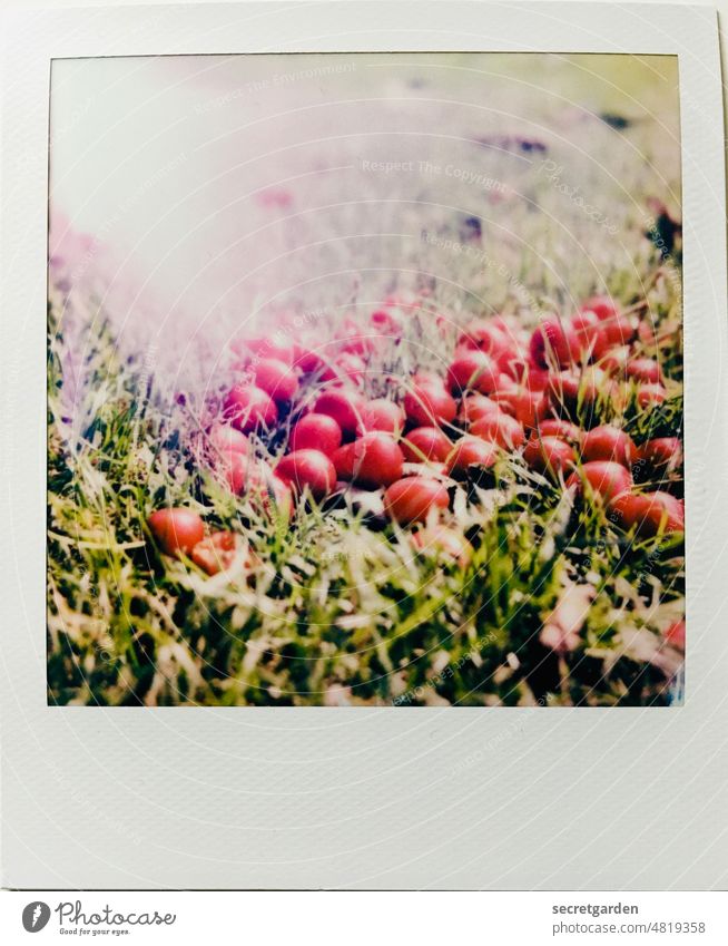 [PARKTOUR HH 2021] mit uns ist gut Kirschen essen Polaroid Gras Boden Rahmen lecker lightleak reif Sommer Frucht rot Lebensmittel Außenaufnahme grün Natur