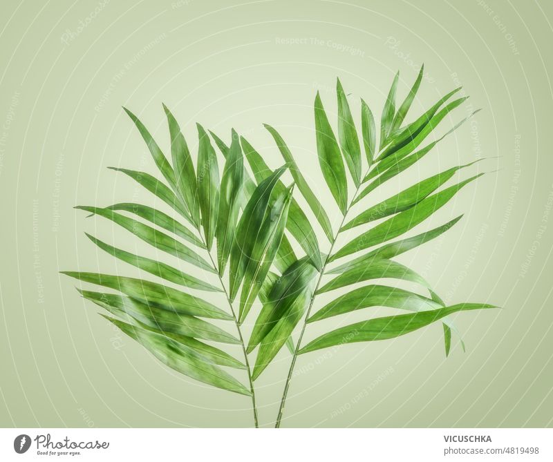 Tropische Blätter auf blassgrünem Hintergrund. tropisch zwei Handfläche Vorderansicht botanisch Ast exotisch Flora Blatt natürlich Natur Pflanze Sommer