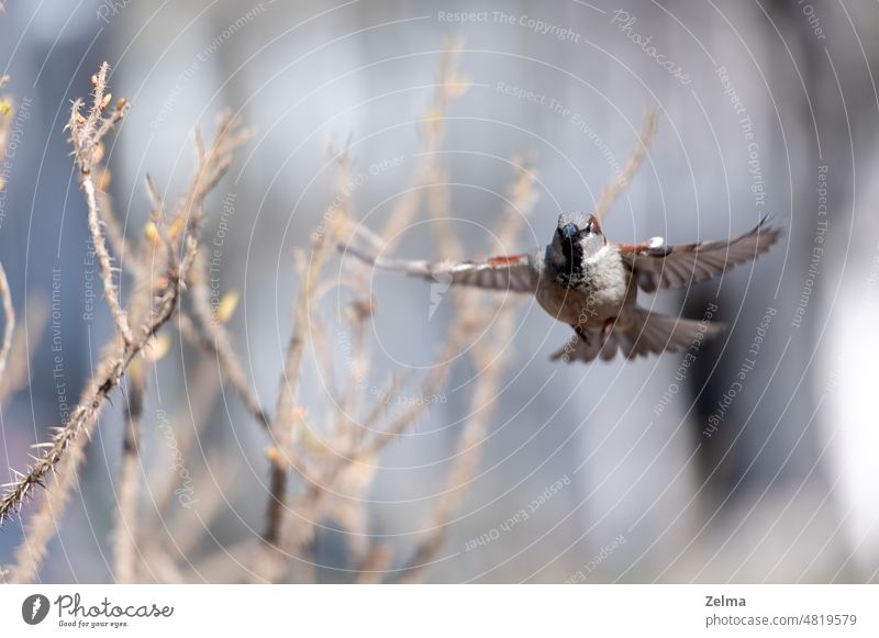 Wildsperling, der zu einem dicken Ball fliegt, der an einem Ast hängt. Spatz Vogel Fliege Brust Lebensmittel Vogelbeobachtung Ornithologie Park Flügel fliegen