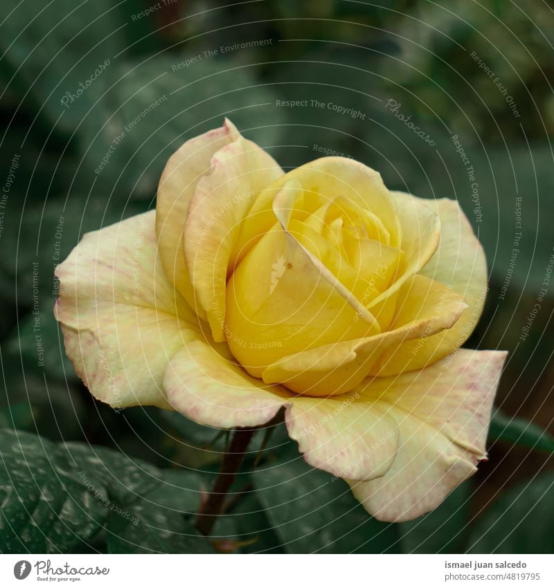 romantische gelbe Rose zum Valentinstag Roséwein Blume gelbe Blume Blütenblätter Pflanze Garten geblümt Flora Natur dekorativ Dekoration & Verzierung Liebe
